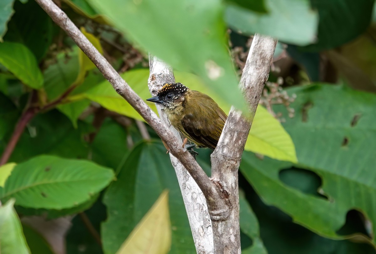 Olivaceous Piculet - ML638099078