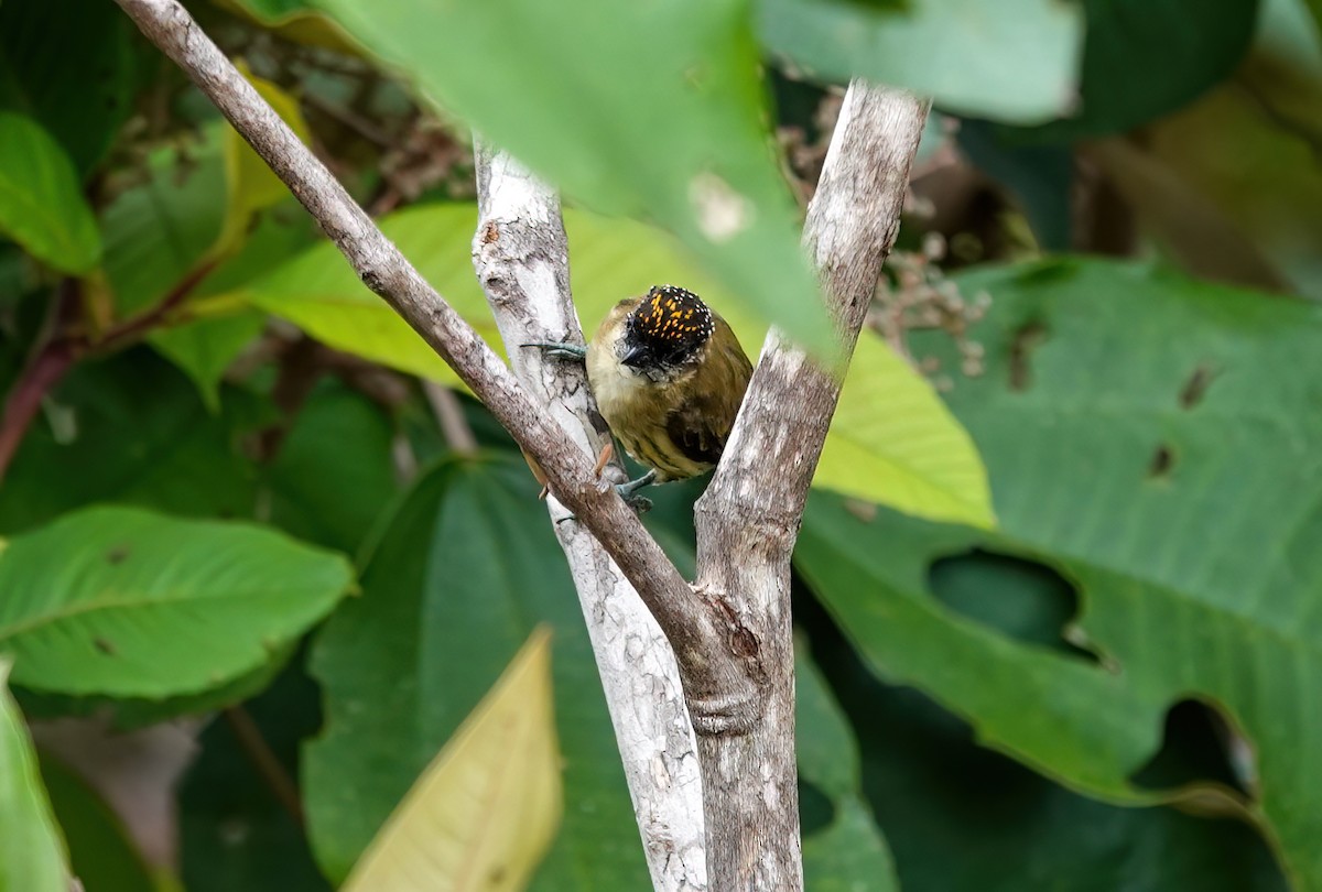 Olivaceous Piculet - ML638099080