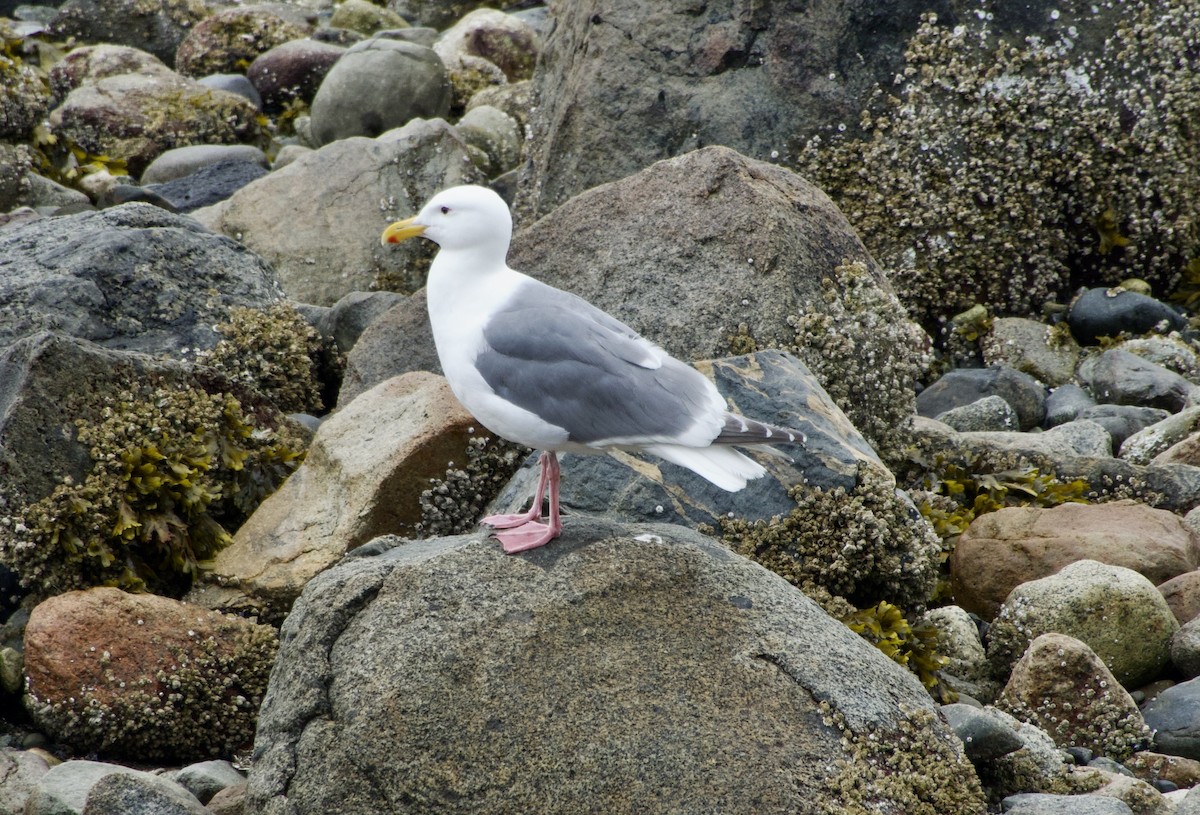 Glaucous-winged Gull - ML638099090