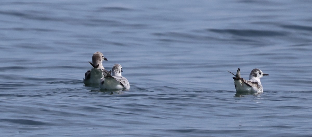 racek malý - ML638099114