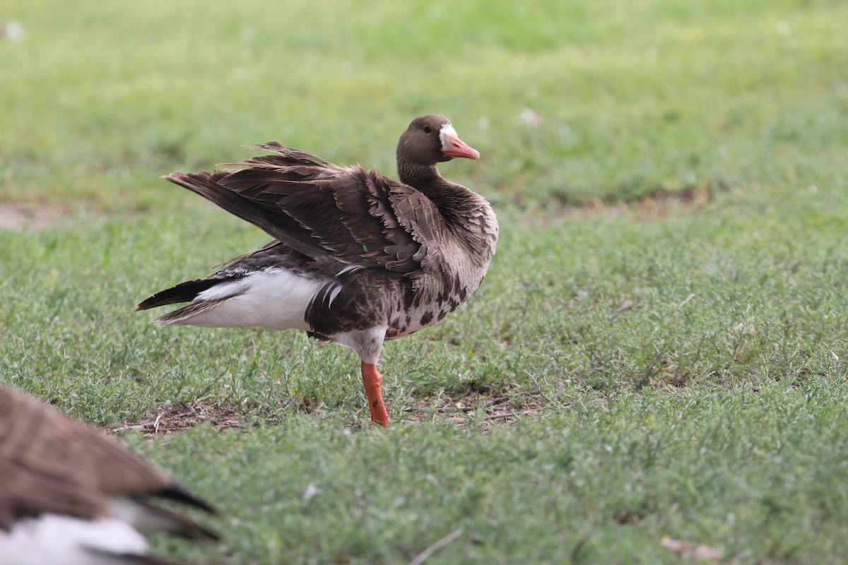 Greater White-fronted Goose - ML638099121
