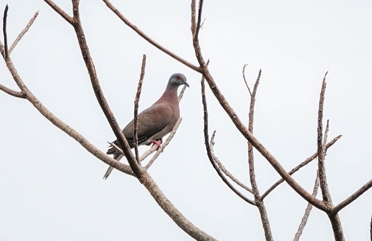 Pale-vented Pigeon - ML638099125