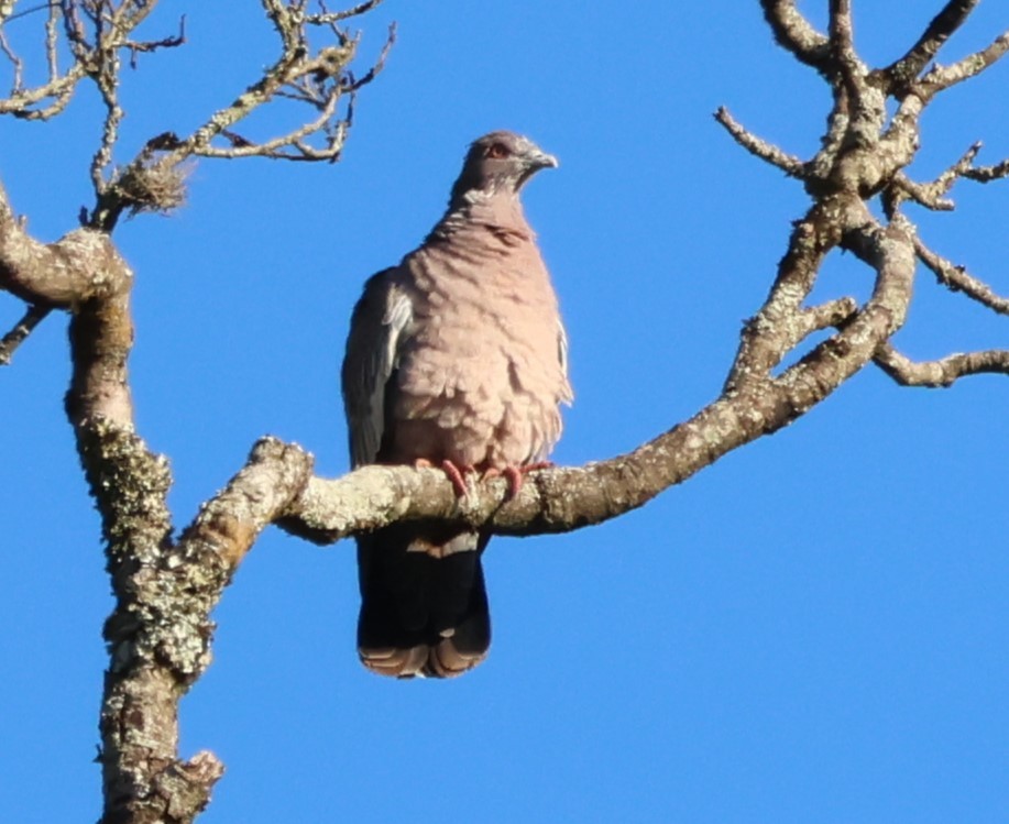 Picazuro Pigeon - ML638099141