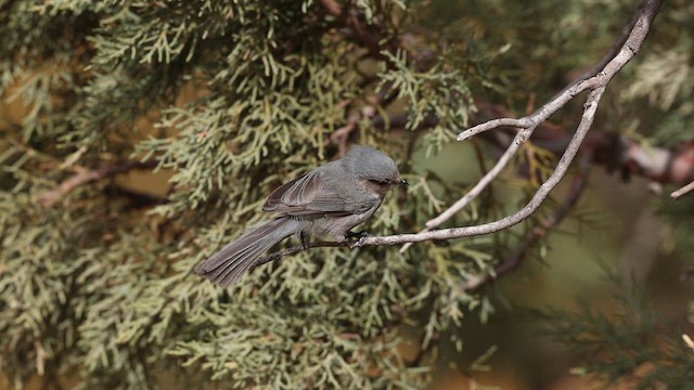 Bushtit - ML638099142