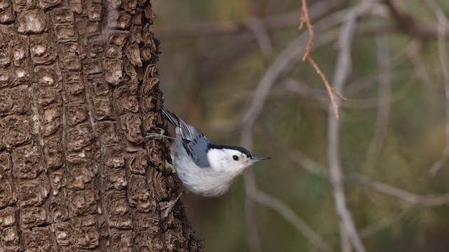 White-breasted Nuthatch - ML638099144
