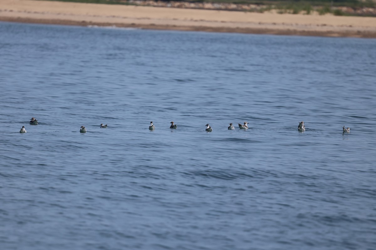 racek malý - ML638099148