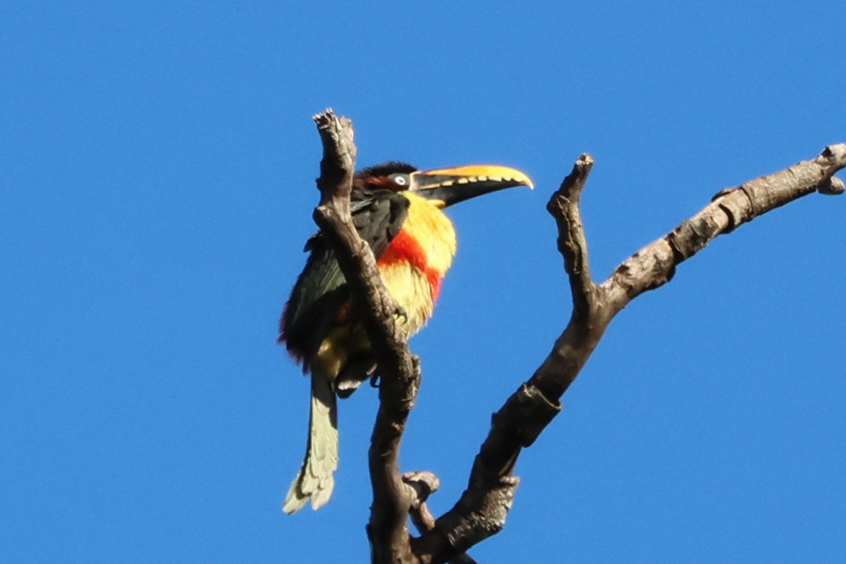 Chestnut-eared Aracari - ML638099149