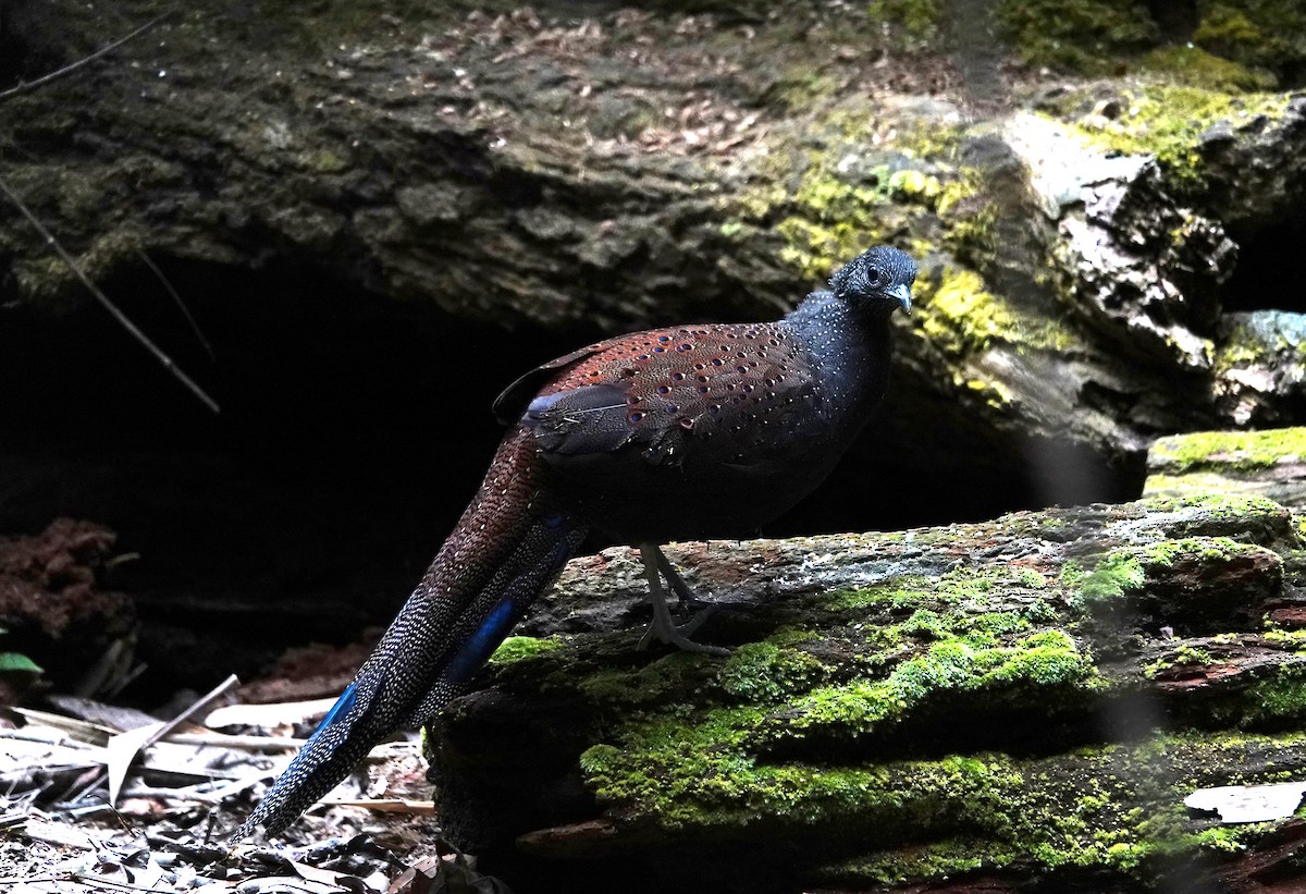 Mountain Peacock-Pheasant - ML638099155