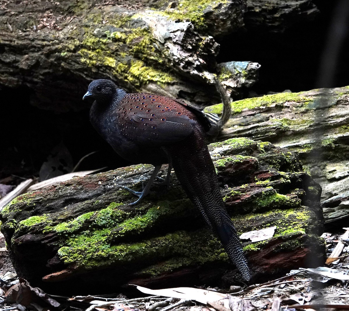 Mountain Peacock-Pheasant - ML638099156