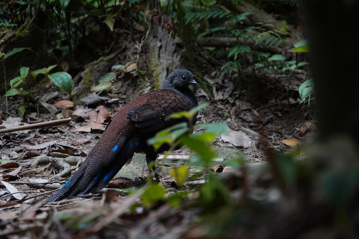 Mountain Peacock-Pheasant - ML638099157