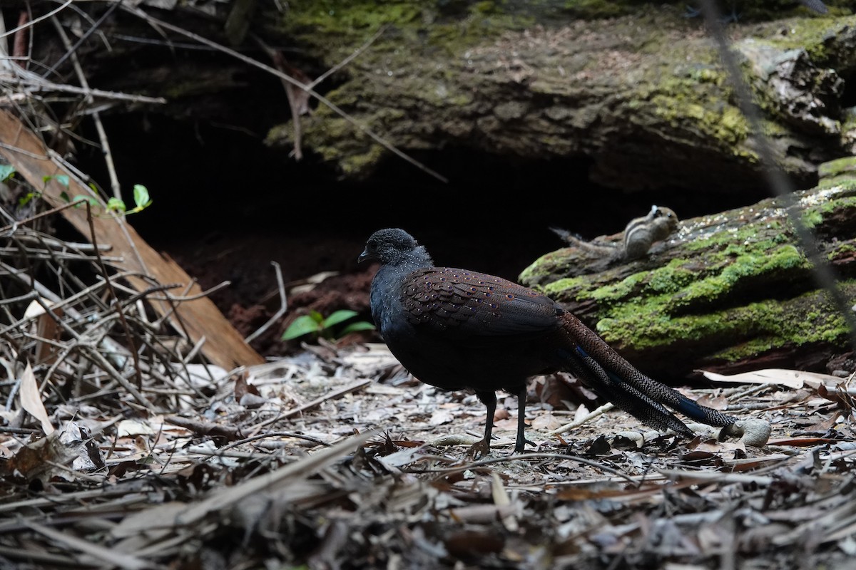 Mountain Peacock-Pheasant - ML638099158