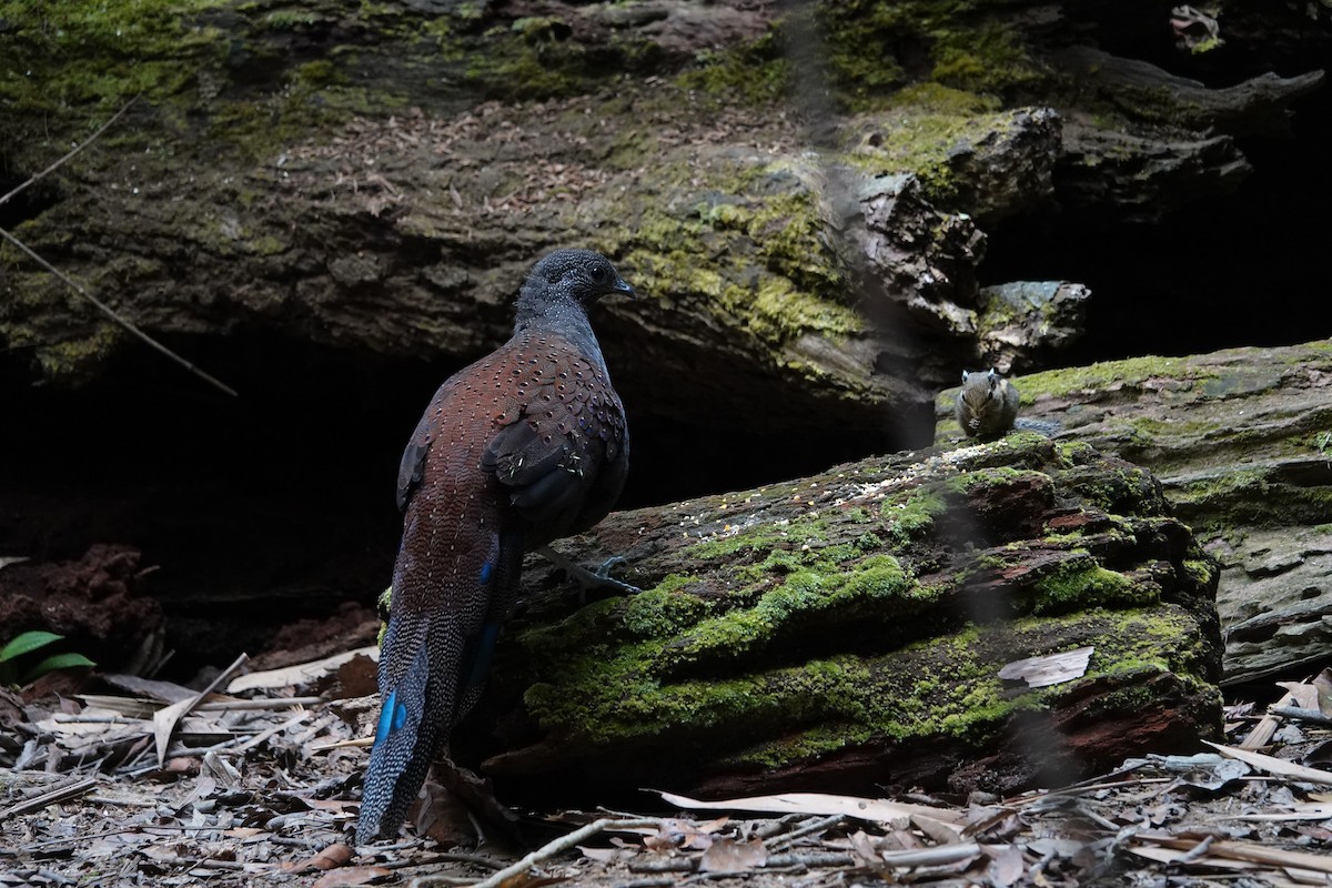 Mountain Peacock-Pheasant - ML638099160