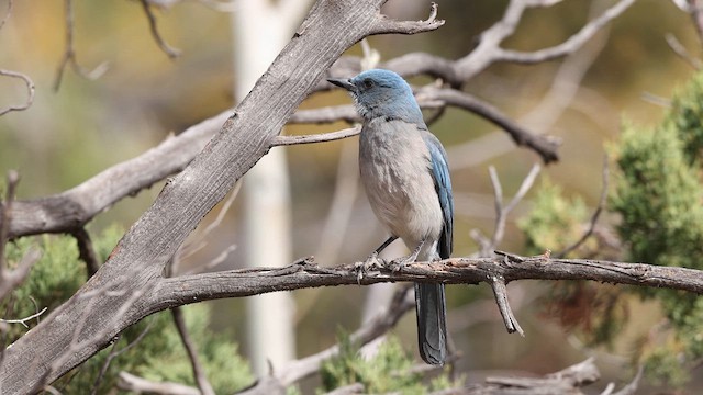 Mexican Jay - ML638099163