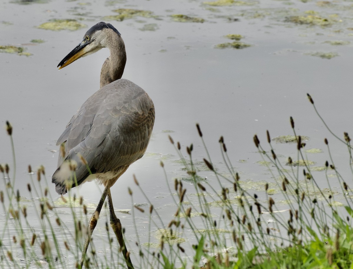 Great Blue Heron - ML638099178