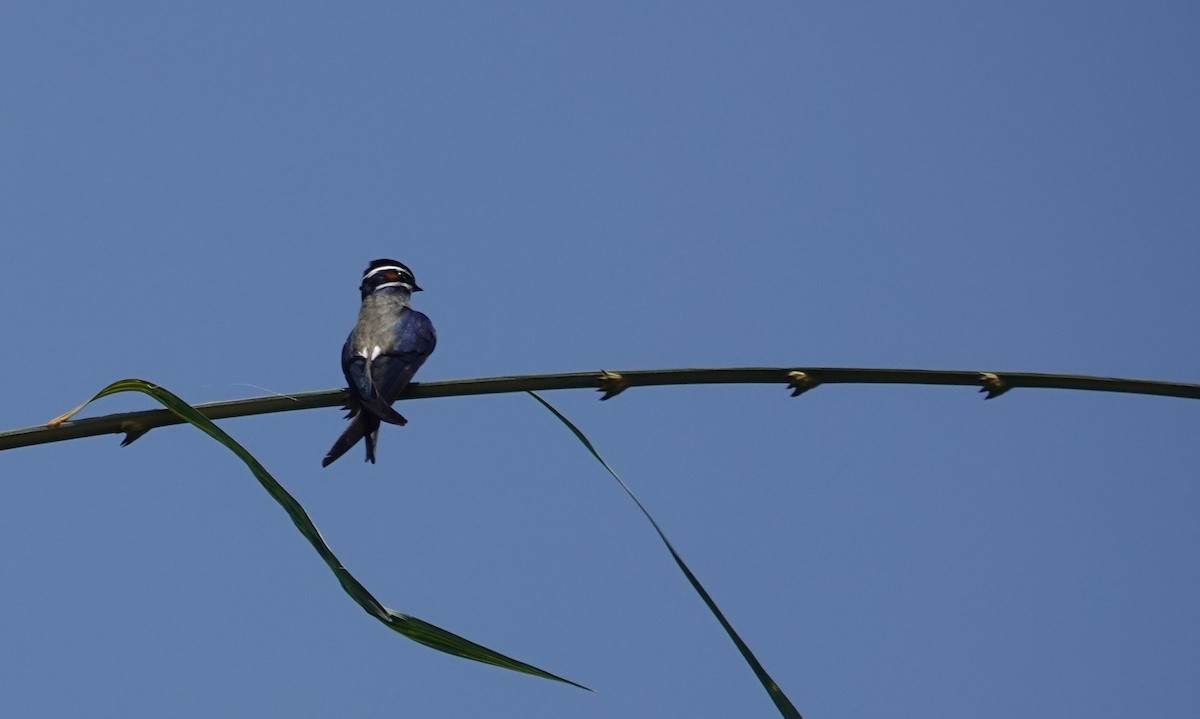 Whiskered Treeswift - ML638099185