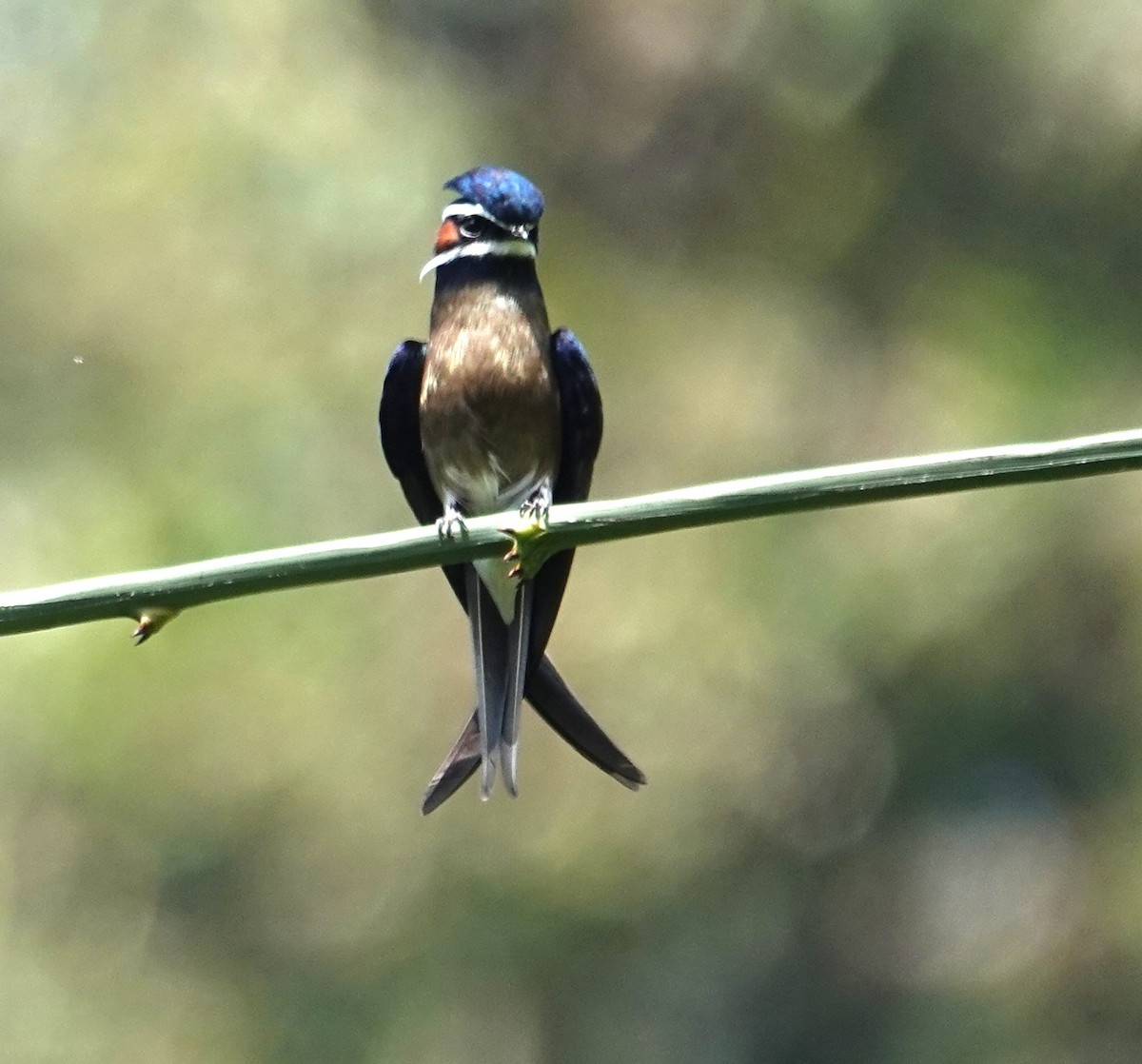 Whiskered Treeswift - ML638099186