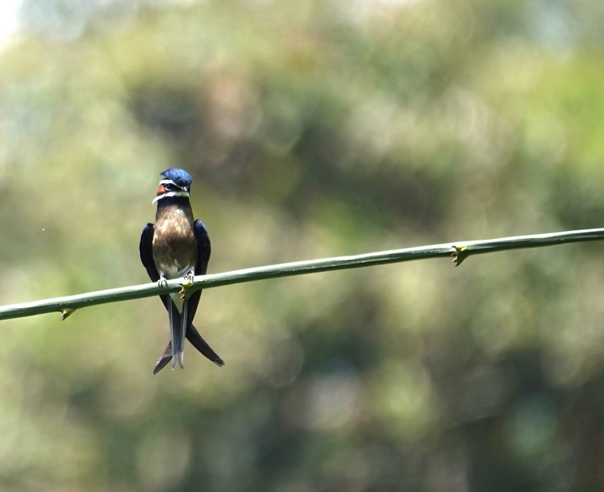Whiskered Treeswift - ML638099187