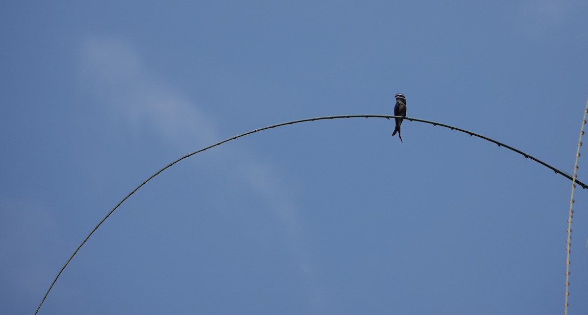 Whiskered Treeswift - ML638099188