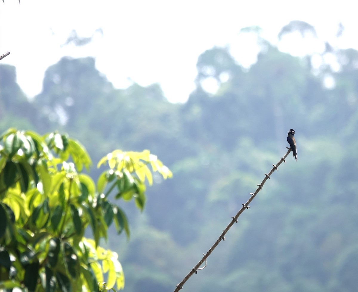 Whiskered Treeswift - ML638099189