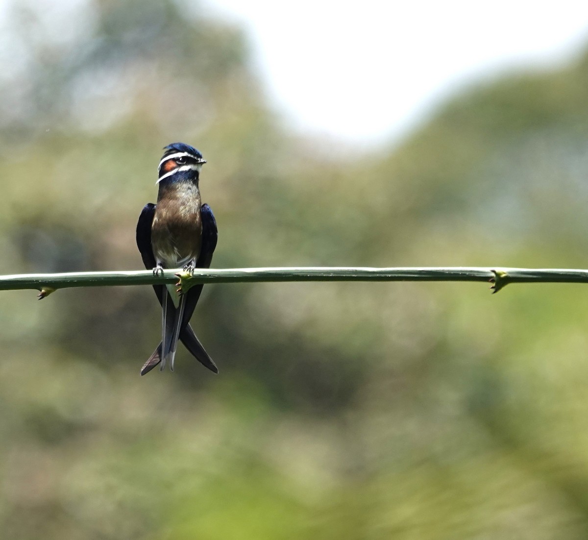 Whiskered Treeswift - ML638099190