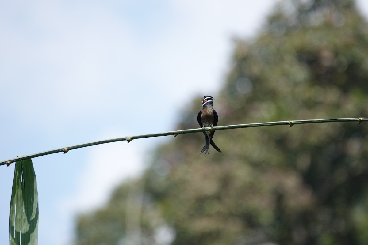 Whiskered Treeswift - ML638099192