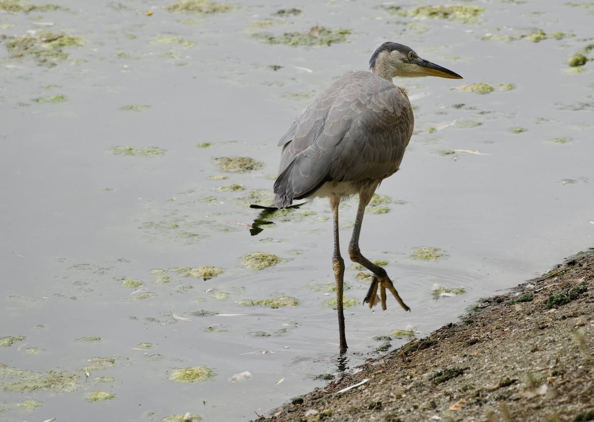 Great Blue Heron - ML638099196