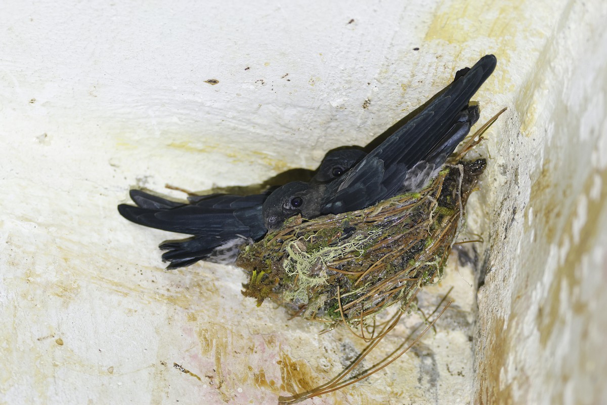 Plume-toed Swiftlet - ML638099204