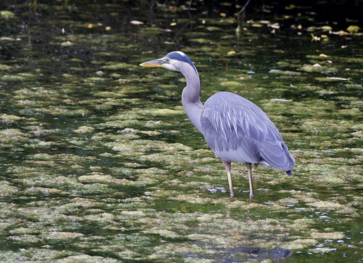 Great Blue Heron - ML638099210