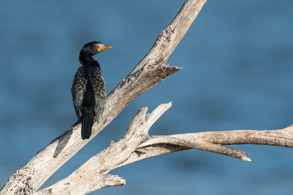 Reed Cormorant - ML638099296