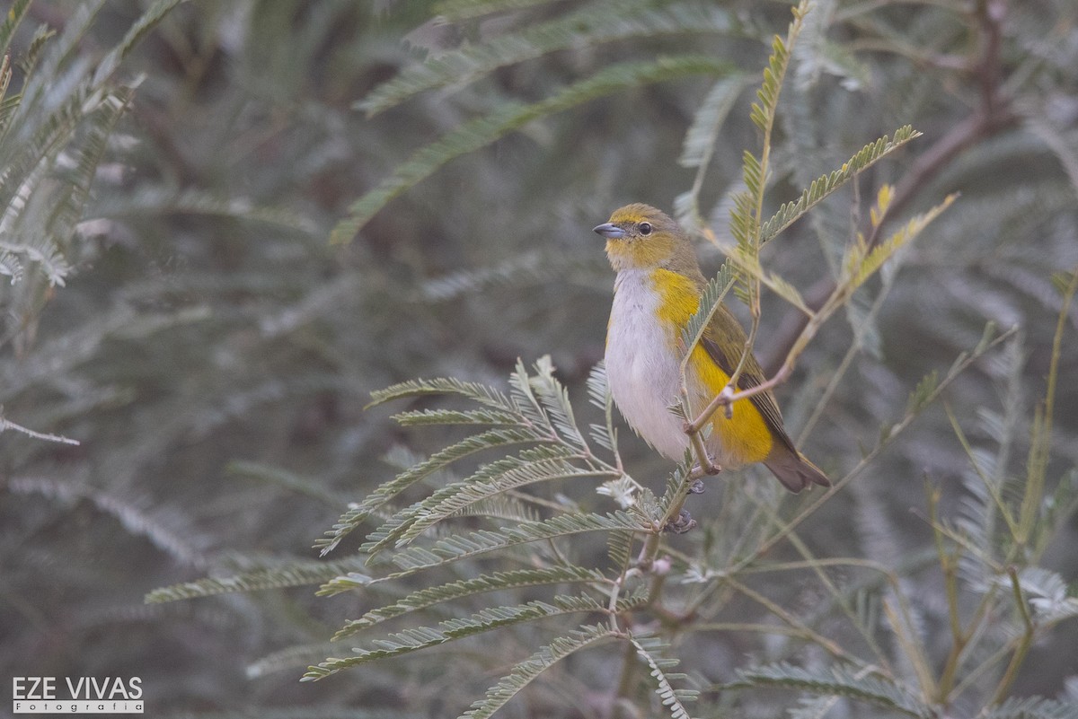 Purple-throated Euphonia - ML638099309