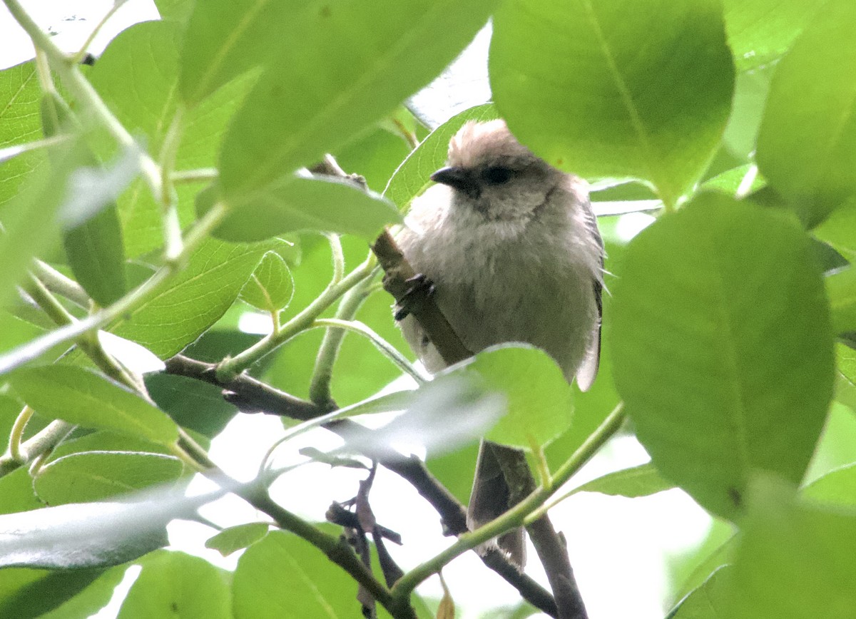 Bushtit - ML638099344