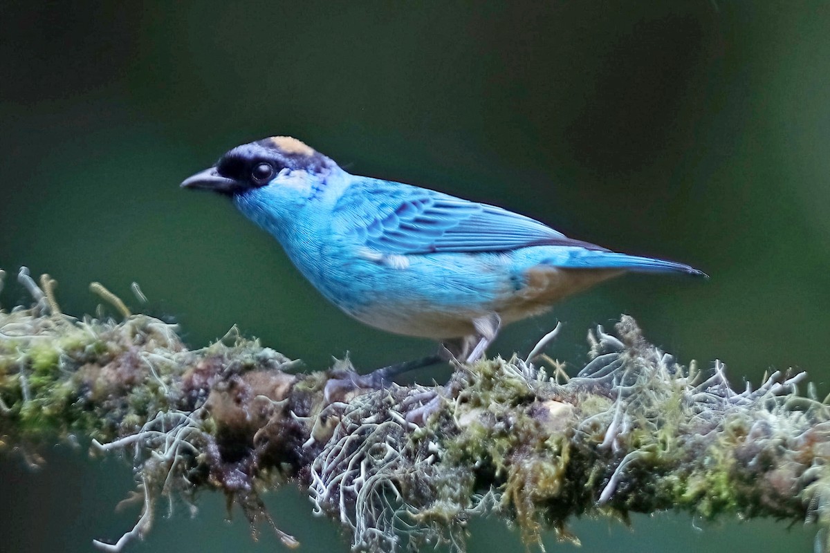 Golden-naped Tanager - ML638099360