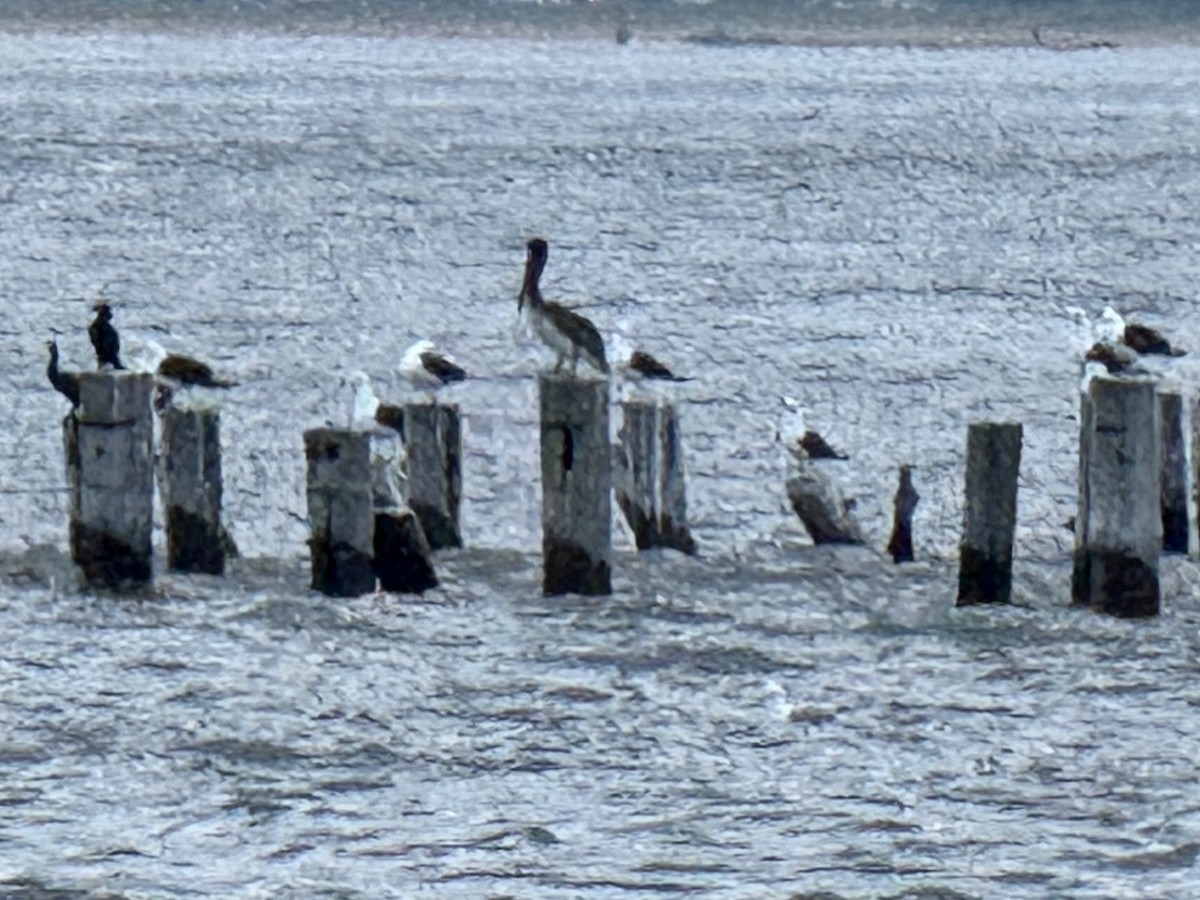 Brown Pelican - ML638099362