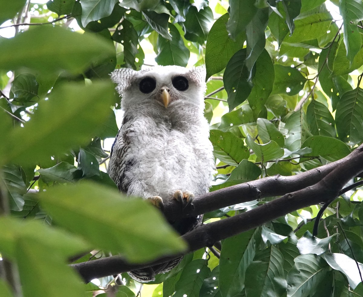 Barred Eagle-Owl - ML638099373