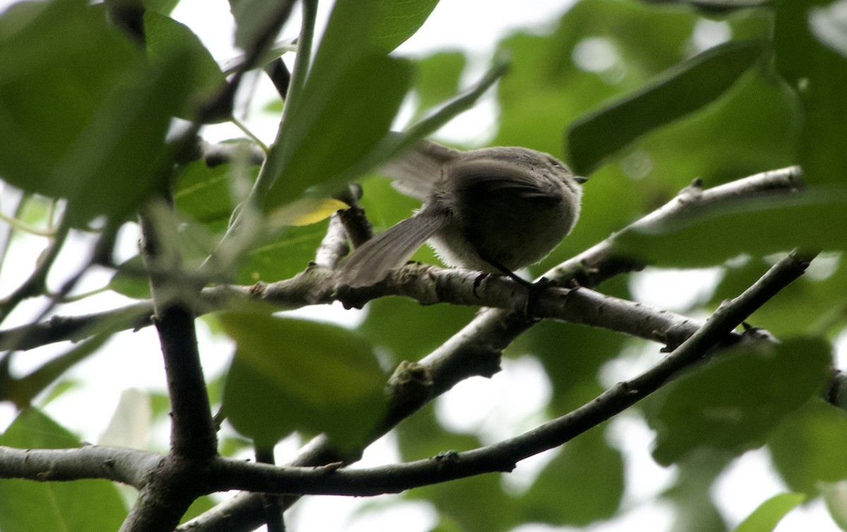 Bushtit - ML638099378