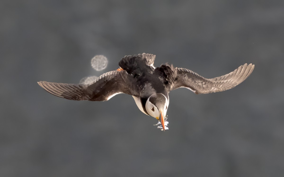 Atlantic Puffin - ML638099380