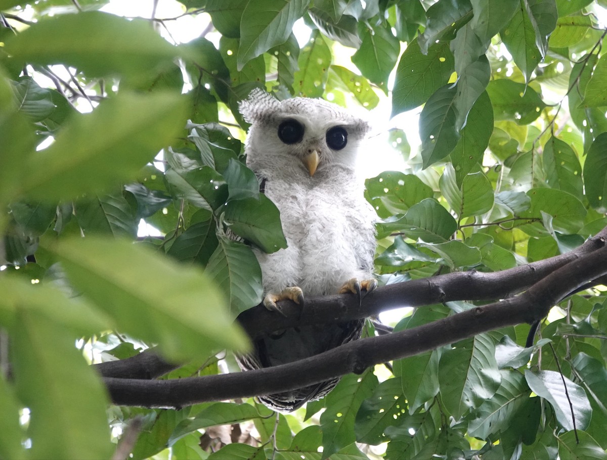 Barred Eagle-Owl - ML638099385