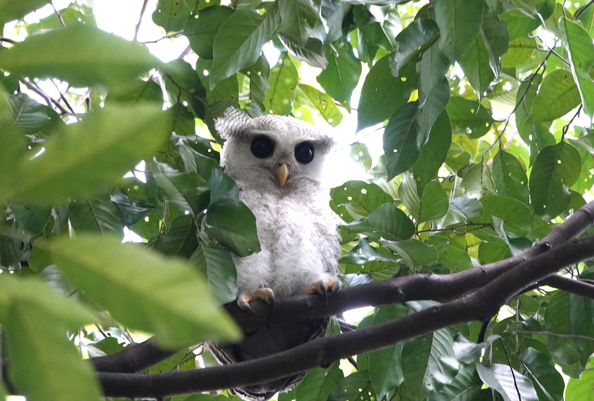Barred Eagle-Owl - ML638099386