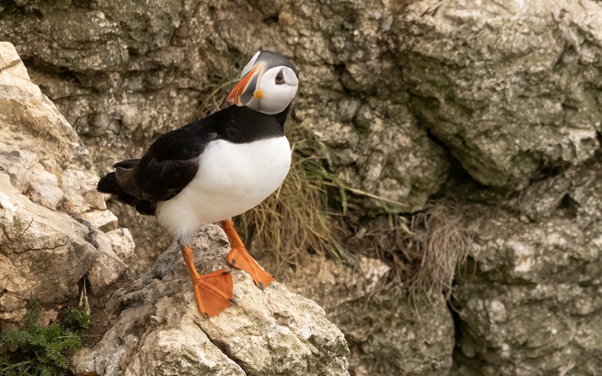 Atlantic Puffin - ML638099389