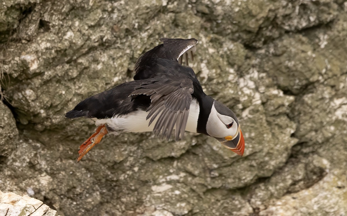 Atlantic Puffin - ML638099391