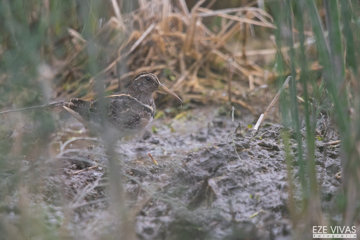 South American Painted-Snipe - ML638099392