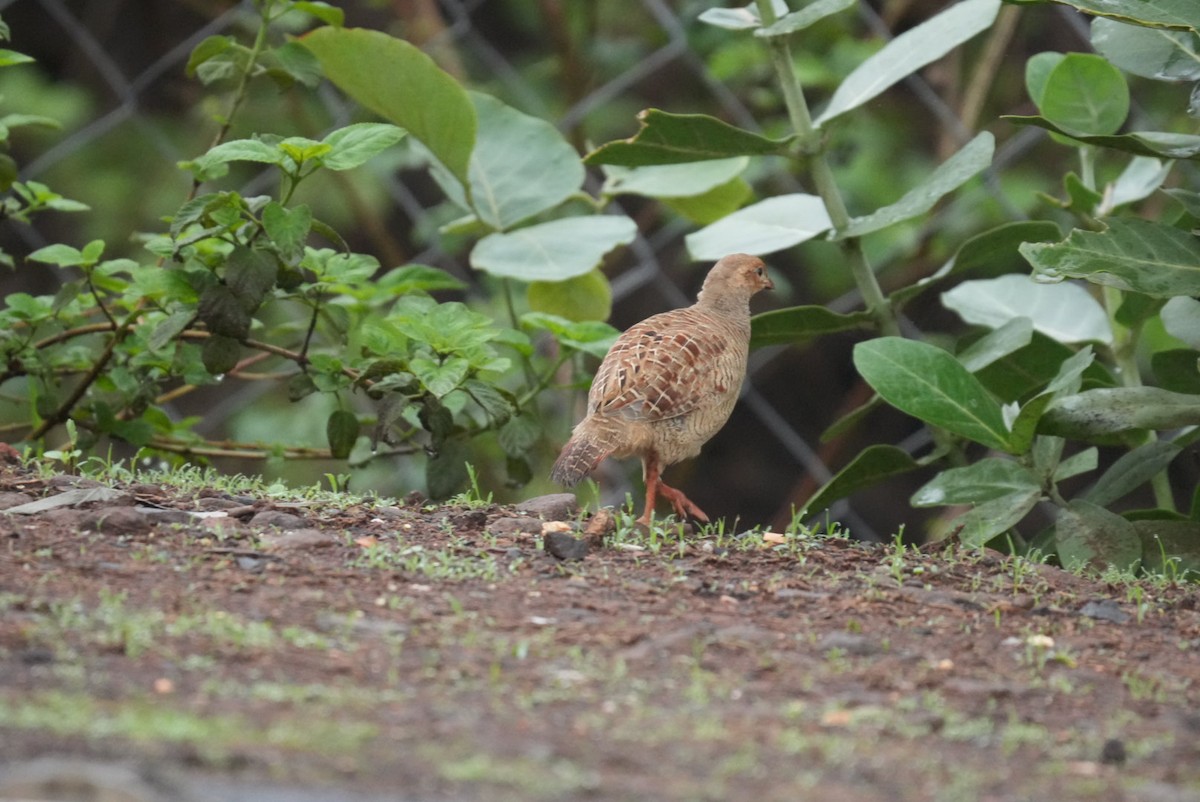 Gray Francolin - ML638099400