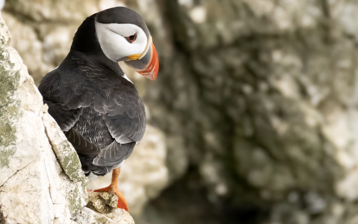 Atlantic Puffin - ML638099404