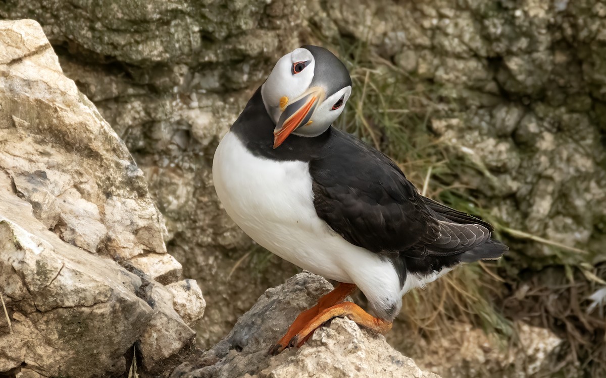 Atlantic Puffin - ML638099406