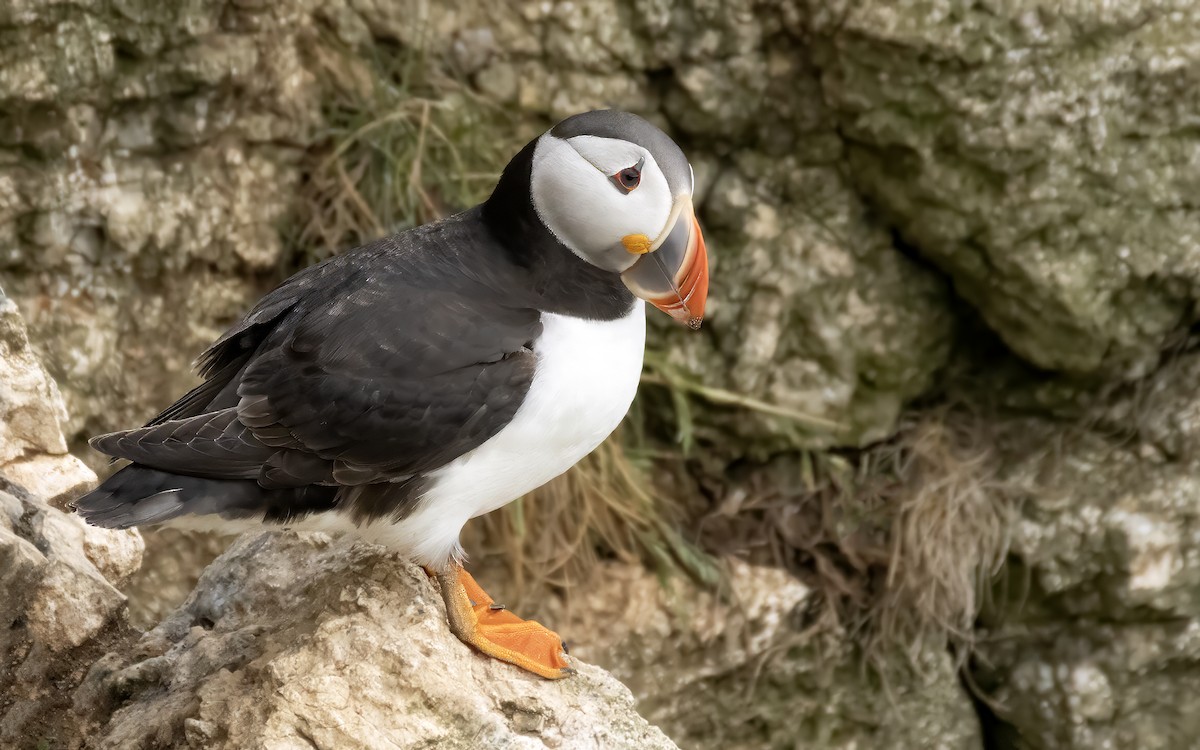 Atlantic Puffin - ML638099407