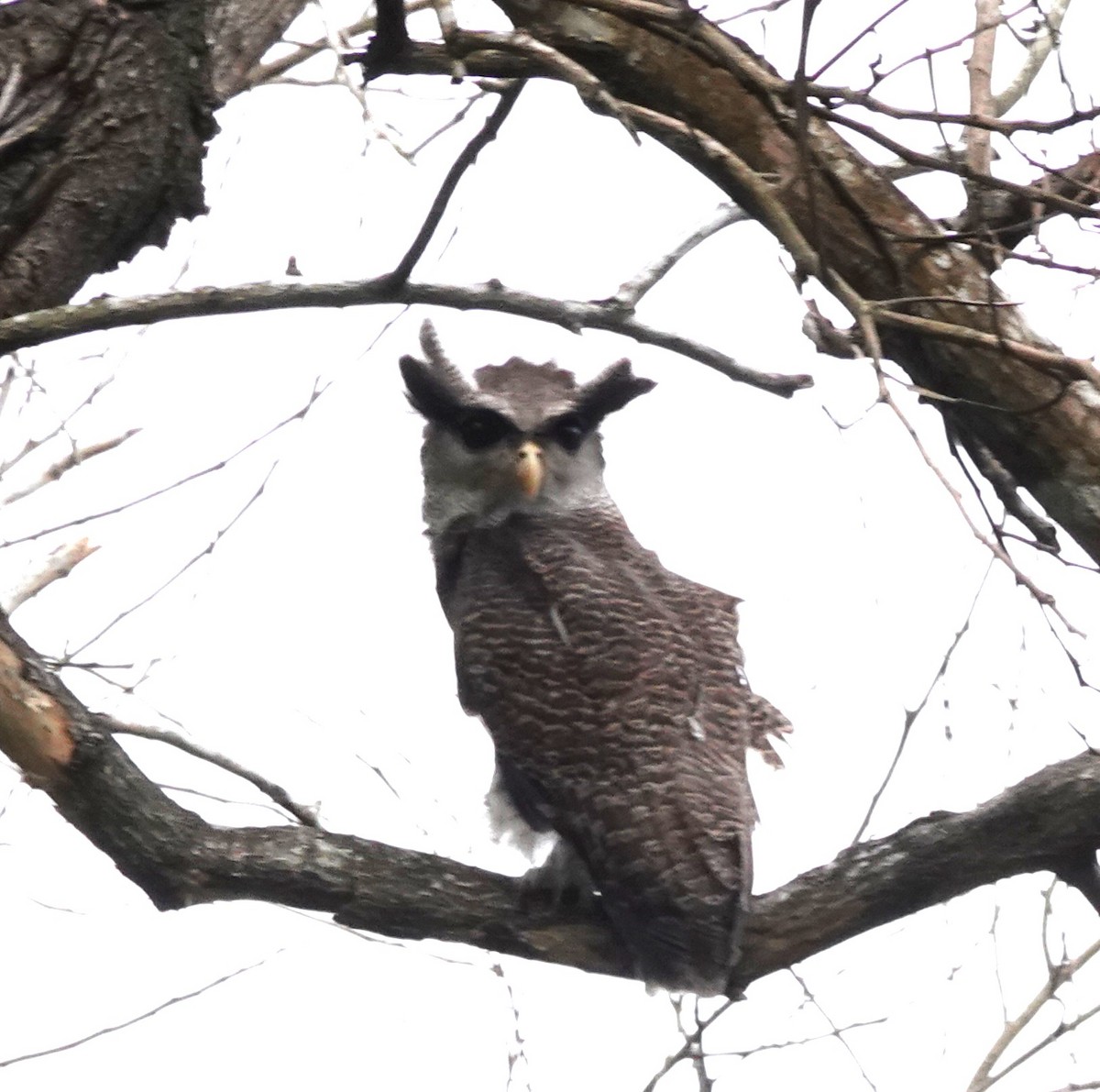 Barred Eagle-Owl - ML638099409