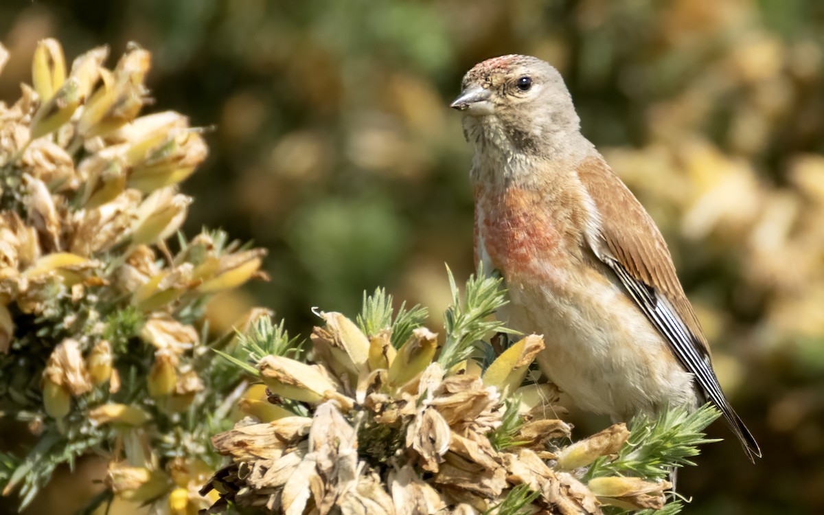 Eurasian Linnet - ML638099440
