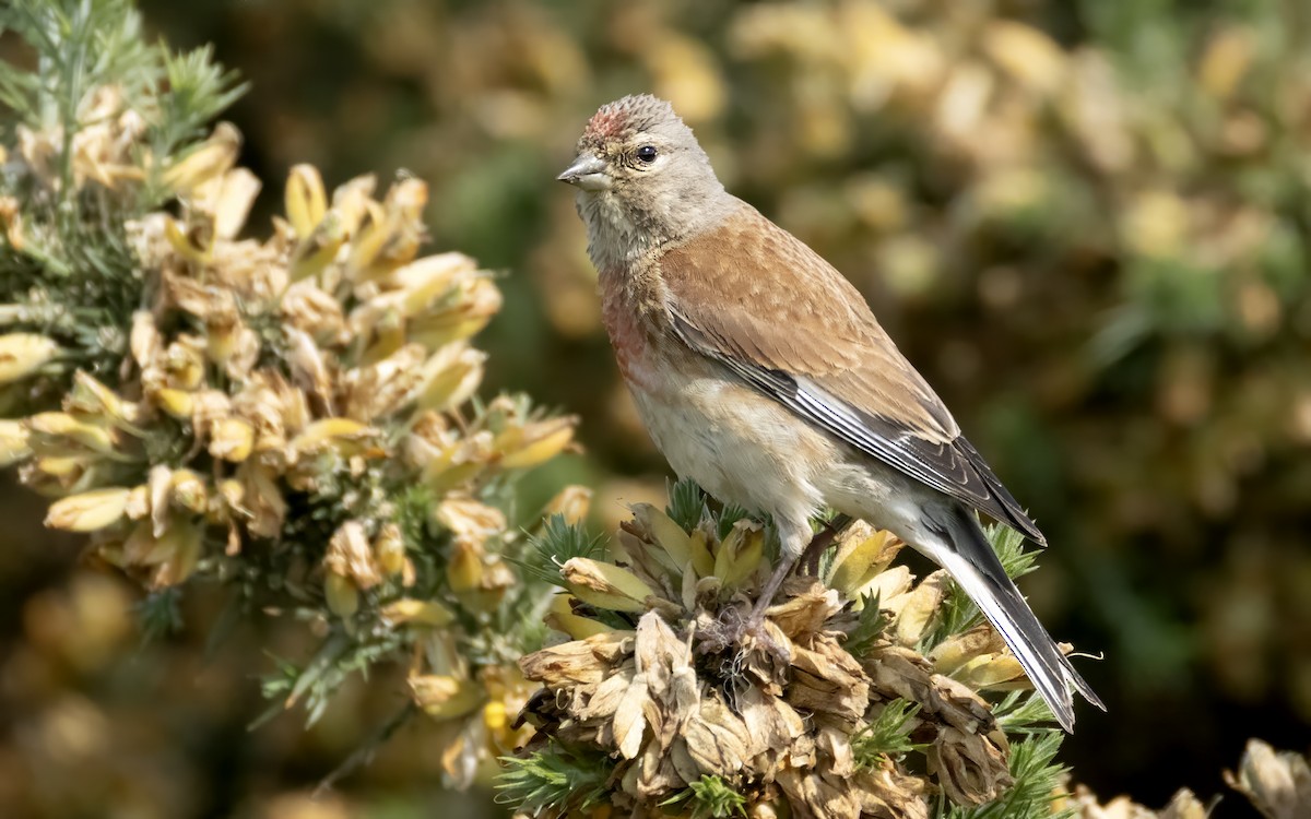 Eurasian Linnet - ML638099441