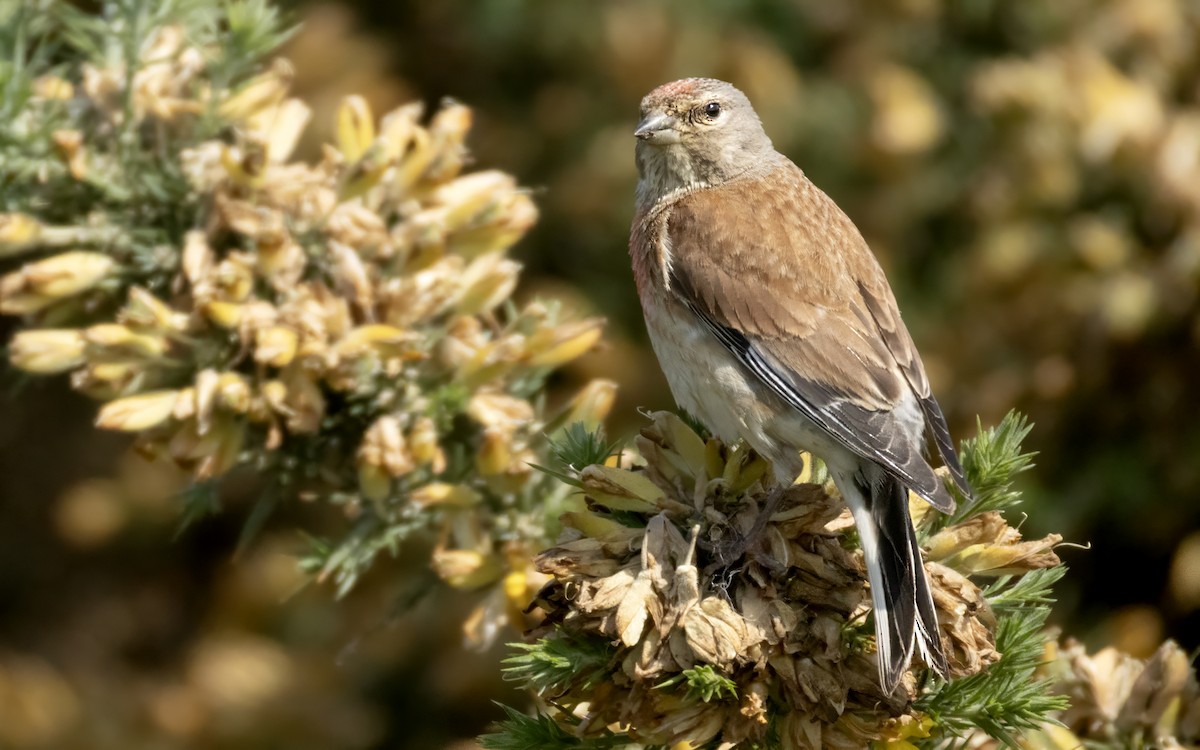 Eurasian Linnet - ML638099442