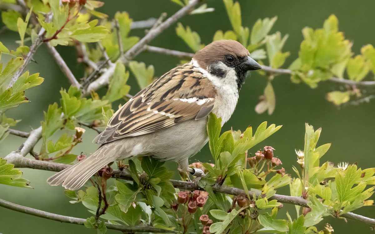 Eurasian Tree Sparrow - ML638099450